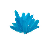 Paquete plumas x 12 aproximados